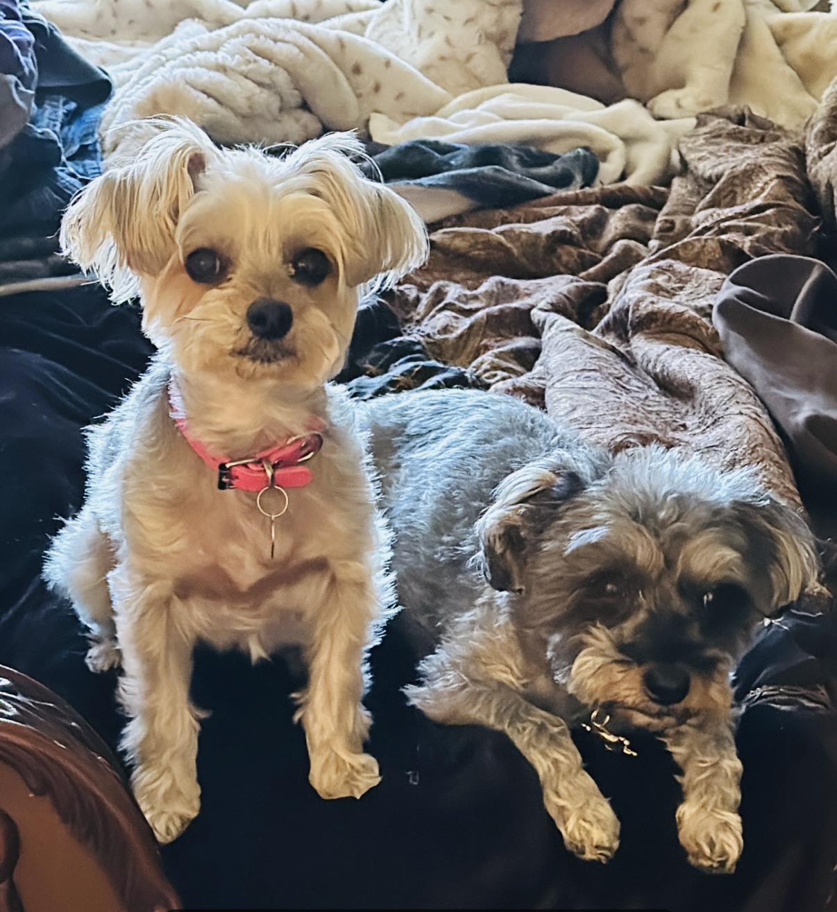 Puppies